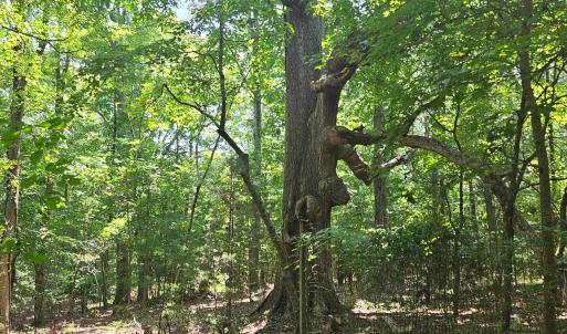 Photo #5 of 6142 Hwy 252, Donalds, SC 8.0 acres