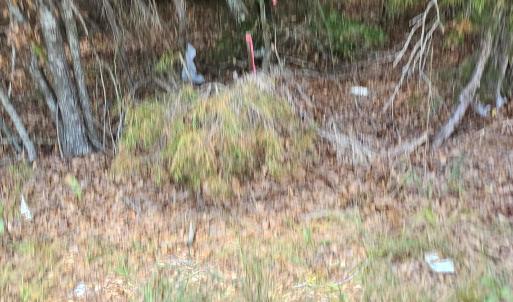 Photo #8 of 6142 Hwy 252, Donalds, SC 8.0 acres
