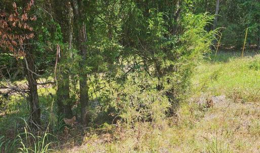 Photo #4 of 6142 Hwy 252, Donalds, SC 8.0 acres
