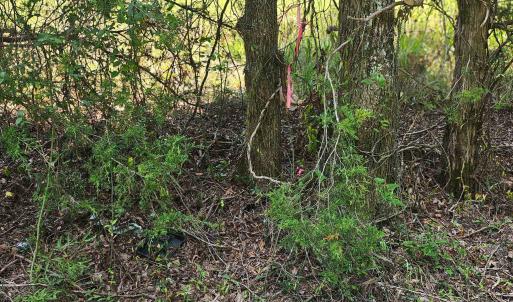 Photo #7 of 6142 Hwy 252, Donalds, SC 8.0 acres