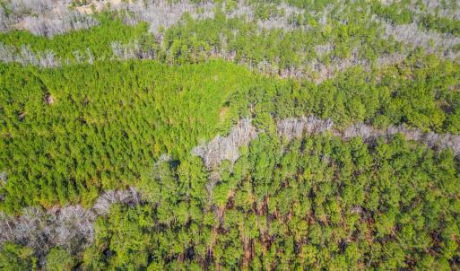 Photo #6 of TBD Williams Hill Rd., Hemingway, SC 53.5 acres