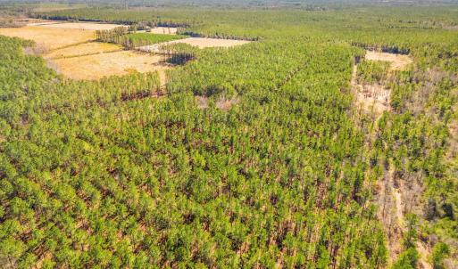 Photo #7 of TBD Williams Hill Rd., Hemingway, SC 53.5 acres