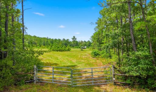 Photo #3 of TBD Williams Hill Rd., Hemingway, SC 53.5 acres