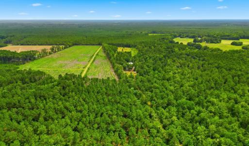 Photo #8 of TBD Williams Hill Rd., Hemingway, SC 53.5 acres