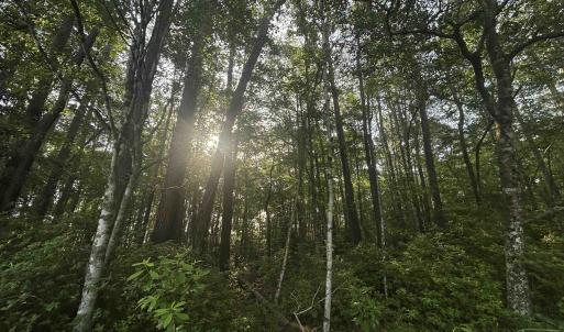 Photo #17 of 4259 Roscoe Rd., Myrtle Beach, SC 11.5 acres
