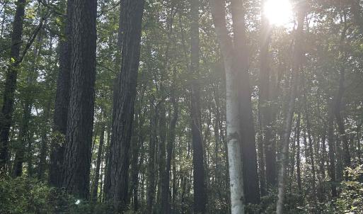 Photo #18 of 4259 Roscoe Rd., Myrtle Beach, SC 11.5 acres