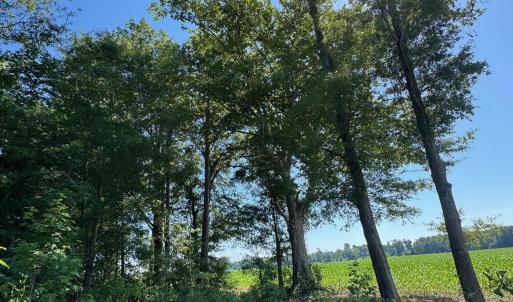 Photo #3 of TBD Derrick Ct., Marion, SC 2.6 acres