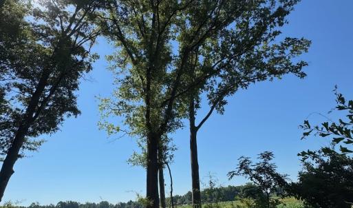 Photo #2 of TBD Derrick Ct., Marion, SC 2.6 acres