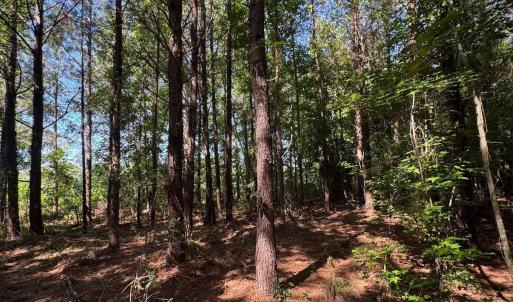 Photo #4 of TBD Derrick Ct., Marion, SC 2.6 acres
