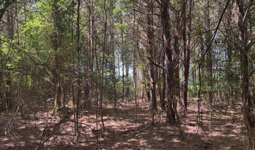 Photo #5 of TBD Derrick Ct., Marion, SC 2.6 acres