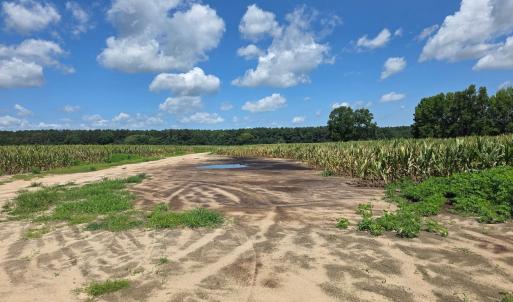 Photo #10 of Dunbar Highway, Blenheim, SC 160.8 acres