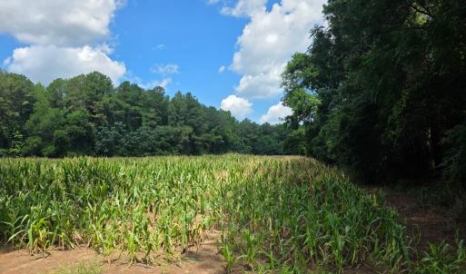 Photo #6 of Dunbar Highway, Blenheim, SC 160.8 acres