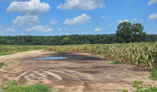 Photo #8 of Dunbar Highway, Blenheim, SC 160.8 acres