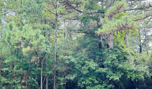 Photo #2 of 18 Monarch Ct., Pawleys Island, SC 0.4 acres