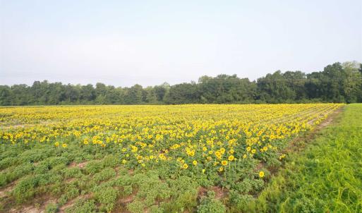 Photo #7 of 9.58 Acres - Deerfield Rd., Johnsonville, SC 9.6 acres