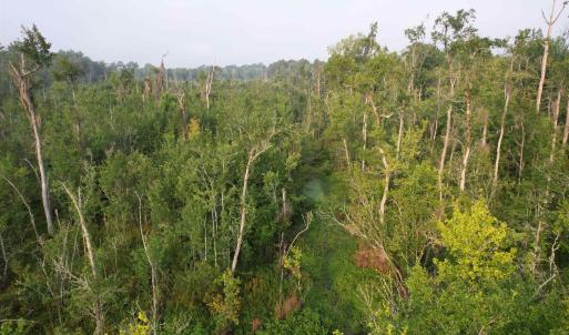 Photo #9 of 9.58 Acres - Deerfield Rd., Johnsonville, SC 9.6 acres