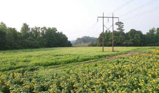 Photo #8 of 9.58 Acres - Deerfield Rd., Johnsonville, SC 9.6 acres