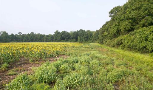 Photo #5 of 17.74 Acres - Deerfield Rd., Johnsonville, SC 17.7 acres