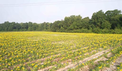 Photo #4 of 17.74 Acres - Deerfield Rd., Johnsonville, SC 17.7 acres