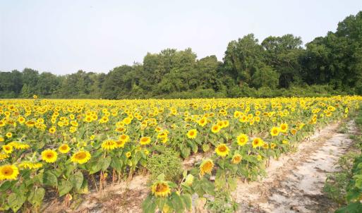 Photo #1 of 17.74 Acres - Deerfield Rd., Johnsonville, SC 17.7 acres
