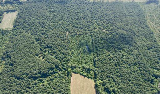 Photo #14 of 50.5 Acres Epps Rd., New Zion, SC 50.5 acres