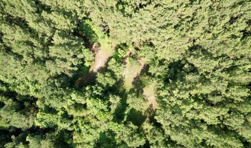 Photo #18 of 50.5 Acres Epps Rd., New Zion, SC 50.5 acres