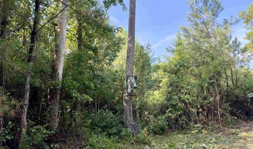 Photo #9 of 50.5 Acres Epps Rd., New Zion, SC 50.5 acres