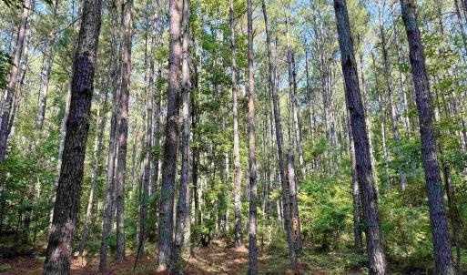 Photo #4 of 50.5 Acres Epps Rd., New Zion, SC 50.5 acres