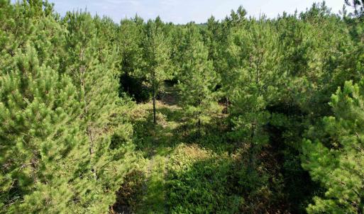 Photo #10 of 50.5 Acres Epps Rd., New Zion, SC 50.5 acres