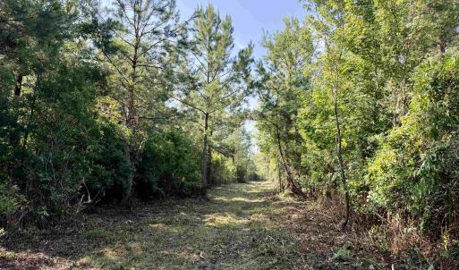 Photo #8 of 50.5 Acres Epps Rd., New Zion, SC 50.5 acres