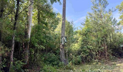 Photo #9 of 50.5 Acres Epps Rd., New Zion, SC 50.5 acres