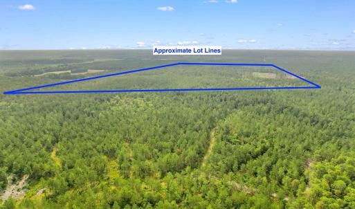 Photo #22 of 155.81 Acres - Roper Woods Rd., Lake City, SC 155.8 acres