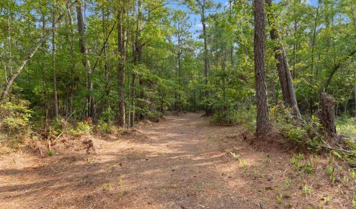 Photo #4 of 155.81 Acres - Roper Woods Rd., Lake City, SC 155.8 acres