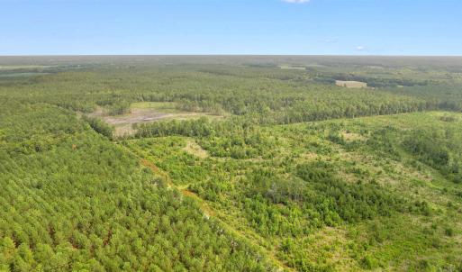Photo #15 of 155.81 Acres - Roper Woods Rd., Lake City, SC 155.8 acres