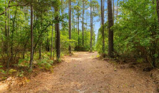 Photo #8 of 155.81 Acres - Roper Woods Rd., Lake City, SC 155.8 acres