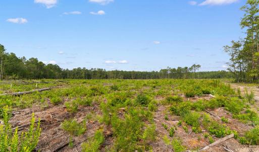 Photo #10 of 155.81 Acres - Roper Woods Rd., Lake City, SC 155.8 acres