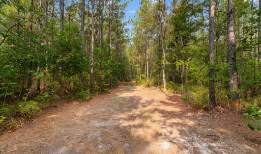 Photo #2 of 155.81 Acres - Roper Woods Rd., Lake City, SC 155.8 acres