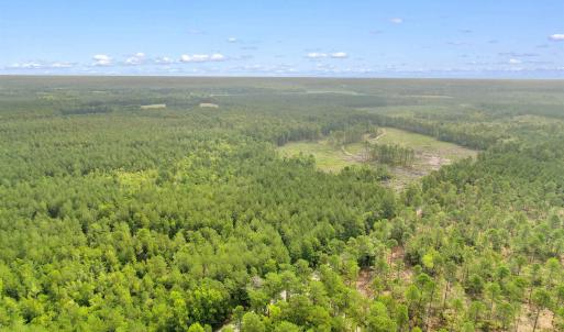 Photo #17 of 155.81 Acres - Roper Woods Rd., Lake City, SC 155.8 acres