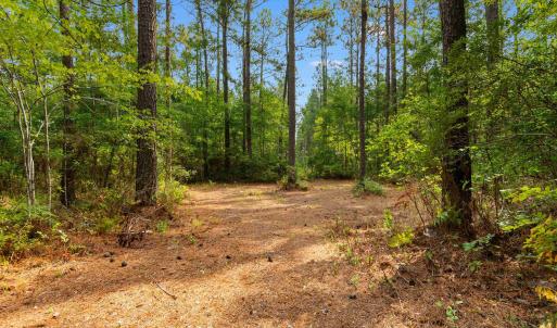 Photo #5 of 155.81 Acres - Roper Woods Rd., Lake City, SC 155.8 acres