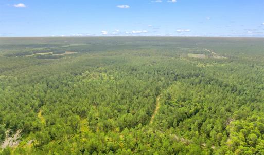 Photo #21 of 155.81 Acres - Roper Woods Rd., Lake City, SC 155.8 acres