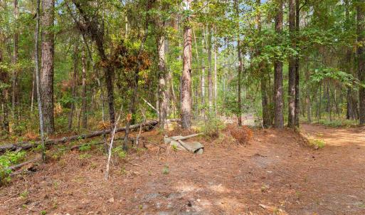 Photo #6 of 155.81 Acres - Roper Woods Rd., Lake City, SC 155.8 acres