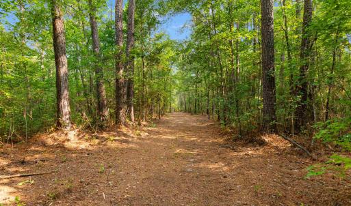 Photo #14 of 155.81 Acres - Roper Woods Rd., Lake City, SC 155.8 acres