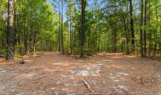 Photo #13 of 155.81 Acres - Roper Woods Rd., Lake City, SC 155.8 acres