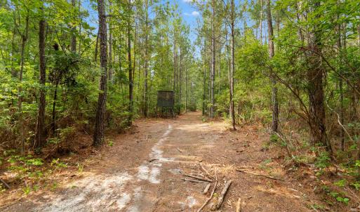 Photo #3 of 155.81 Acres - Roper Woods Rd., Lake City, SC 155.8 acres