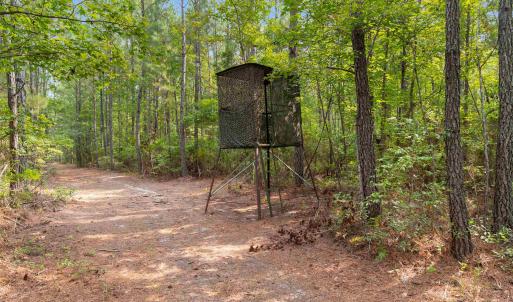 Photo #7 of 155.81 Acres - Roper Woods Rd., Lake City, SC 155.8 acres