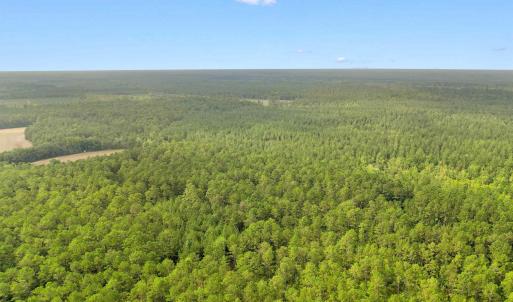 Photo #19 of 155.81 Acres - Roper Woods Rd., Lake City, SC 155.8 acres
