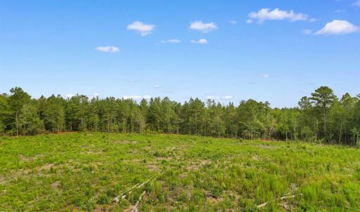 Photo #11 of 155.81 Acres - Roper Woods Rd., Lake City, SC 155.8 acres