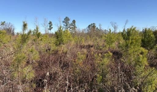 Photo #2 of tbd Vincent Rd, Mullins, SC 17.7 acres