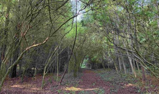 Photo #19 of 81.30 Acres - Blackberry Rd., Johnsonville, SC 81.3 acres