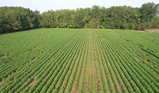 Photo #5 of 81.30 Acres - Blackberry Rd., Johnsonville, SC 81.3 acres